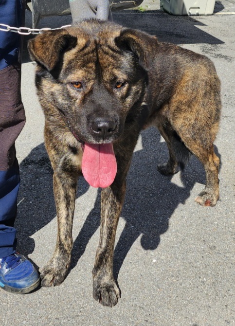 종료(반환) 믹스견…